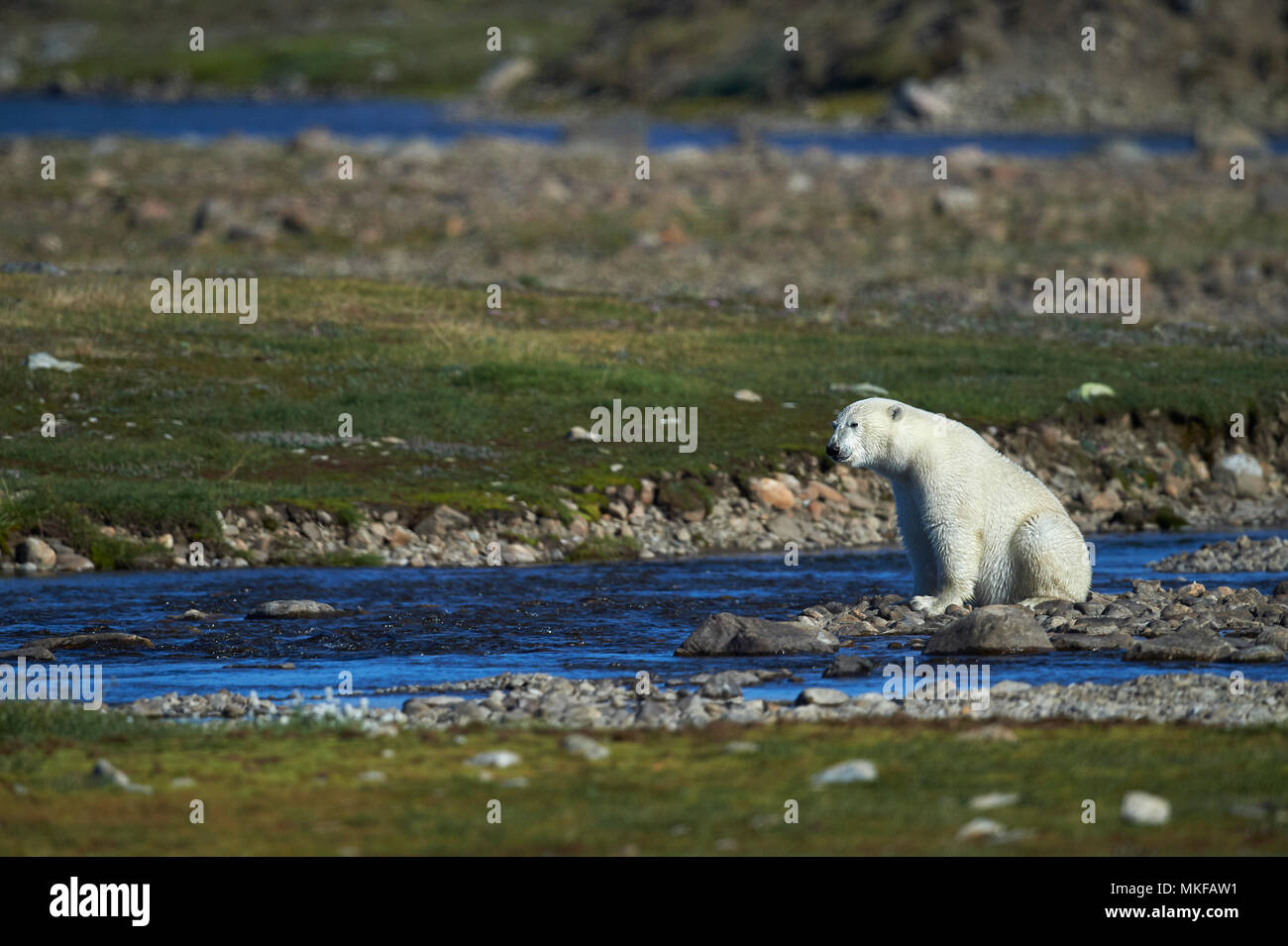Are There Polar Bears In Newfoundland And Labrador