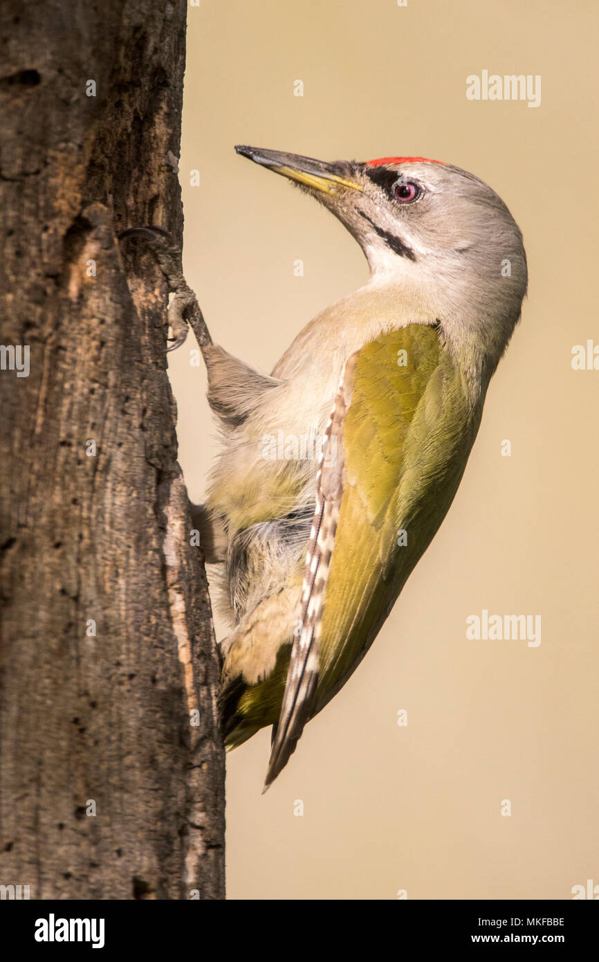 Grey-headed woodpecker (Picus canus) on a trunk, Danube Delta (Romania) Stock Photo