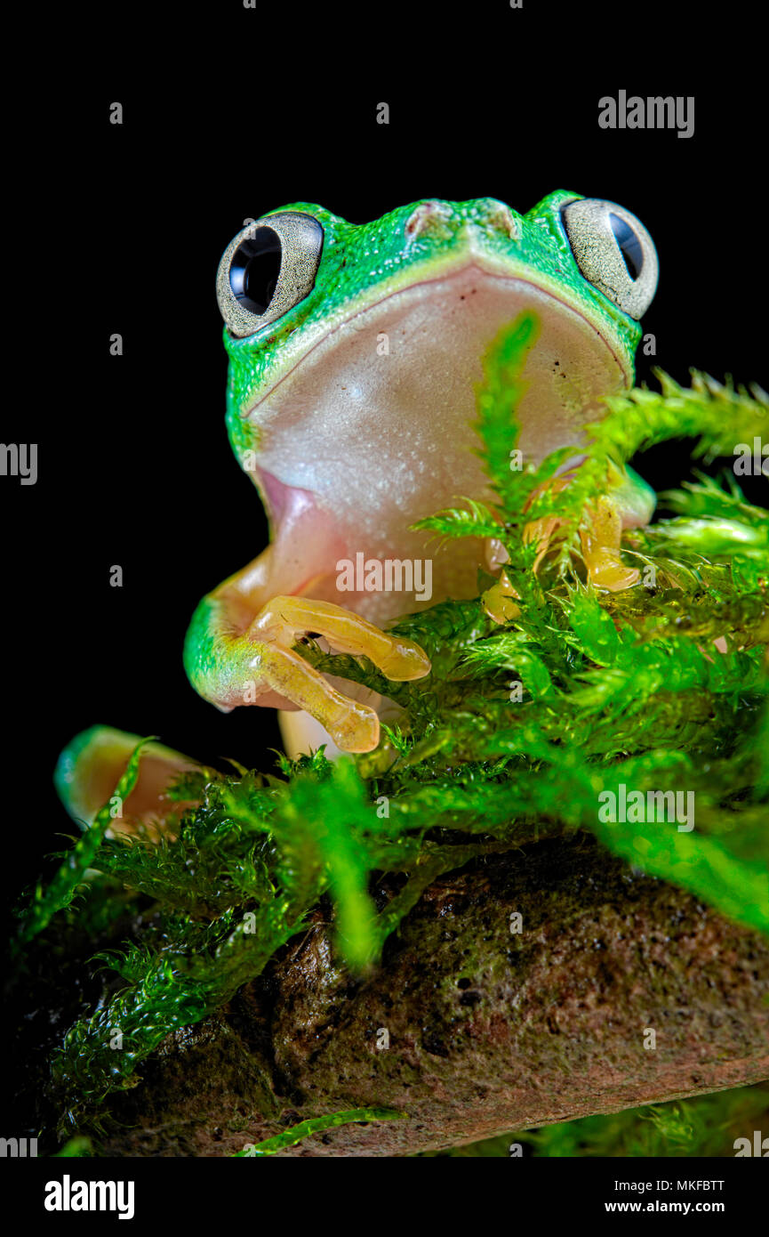 Portrait of Lemur Leaf-frog (Agalychnis lemur) on black background Stock Photo