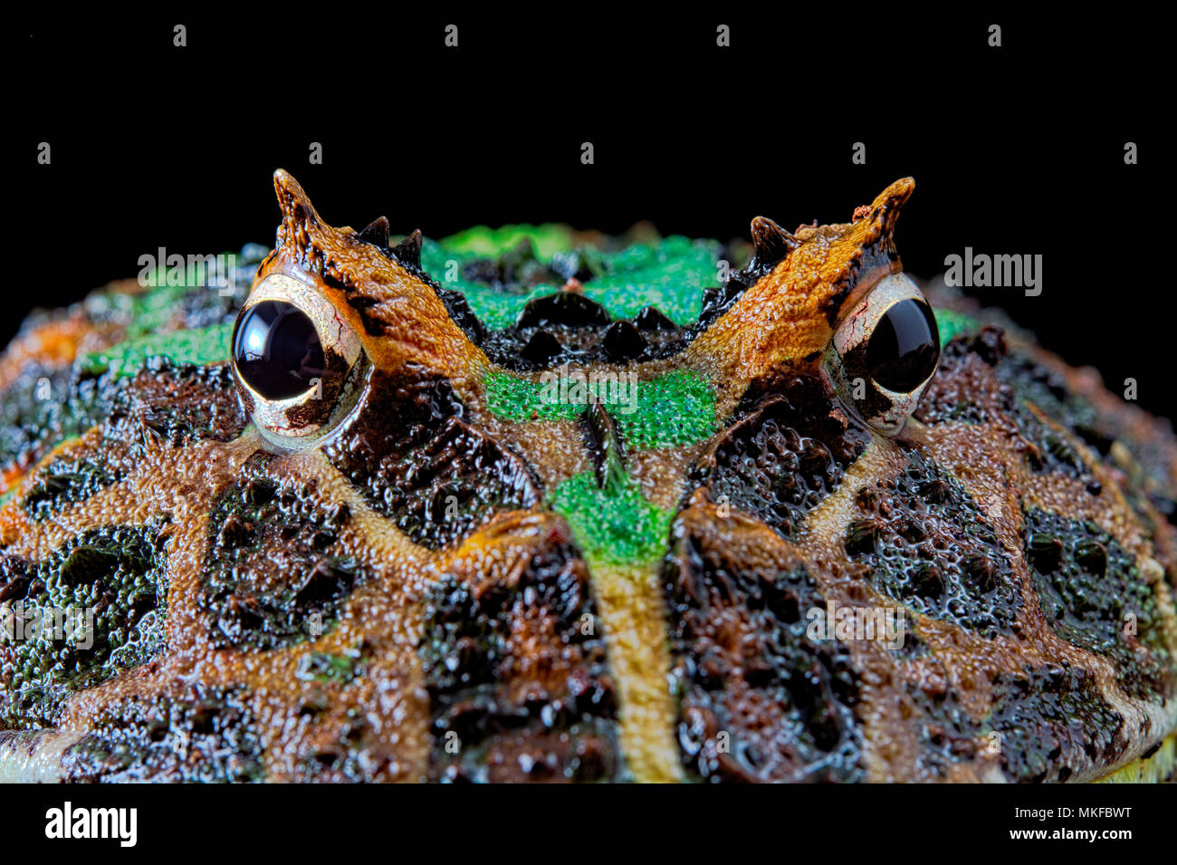 Portrait of Pacman frog or Chacoan horned frog (Ceratophrys cranwelli) on black background Stock Photo