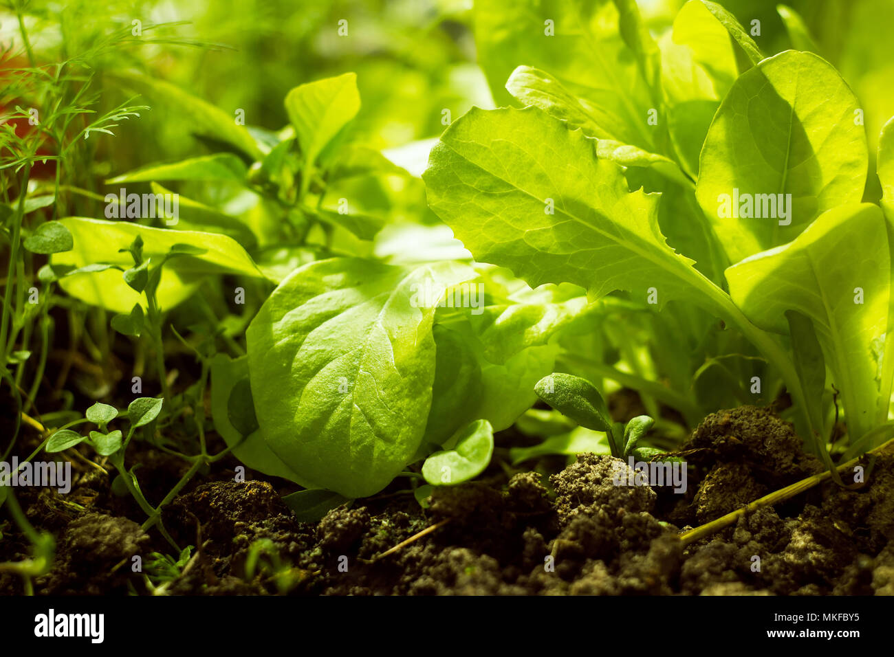 Leaves of green lettuce in soft sunlight Stock Photo