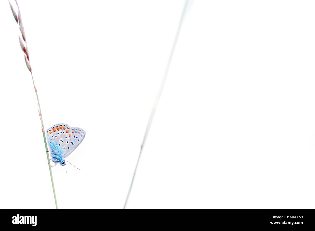 Butterfly (Lycaenidae sp) on an ear of grass on white background, France Stock Photo