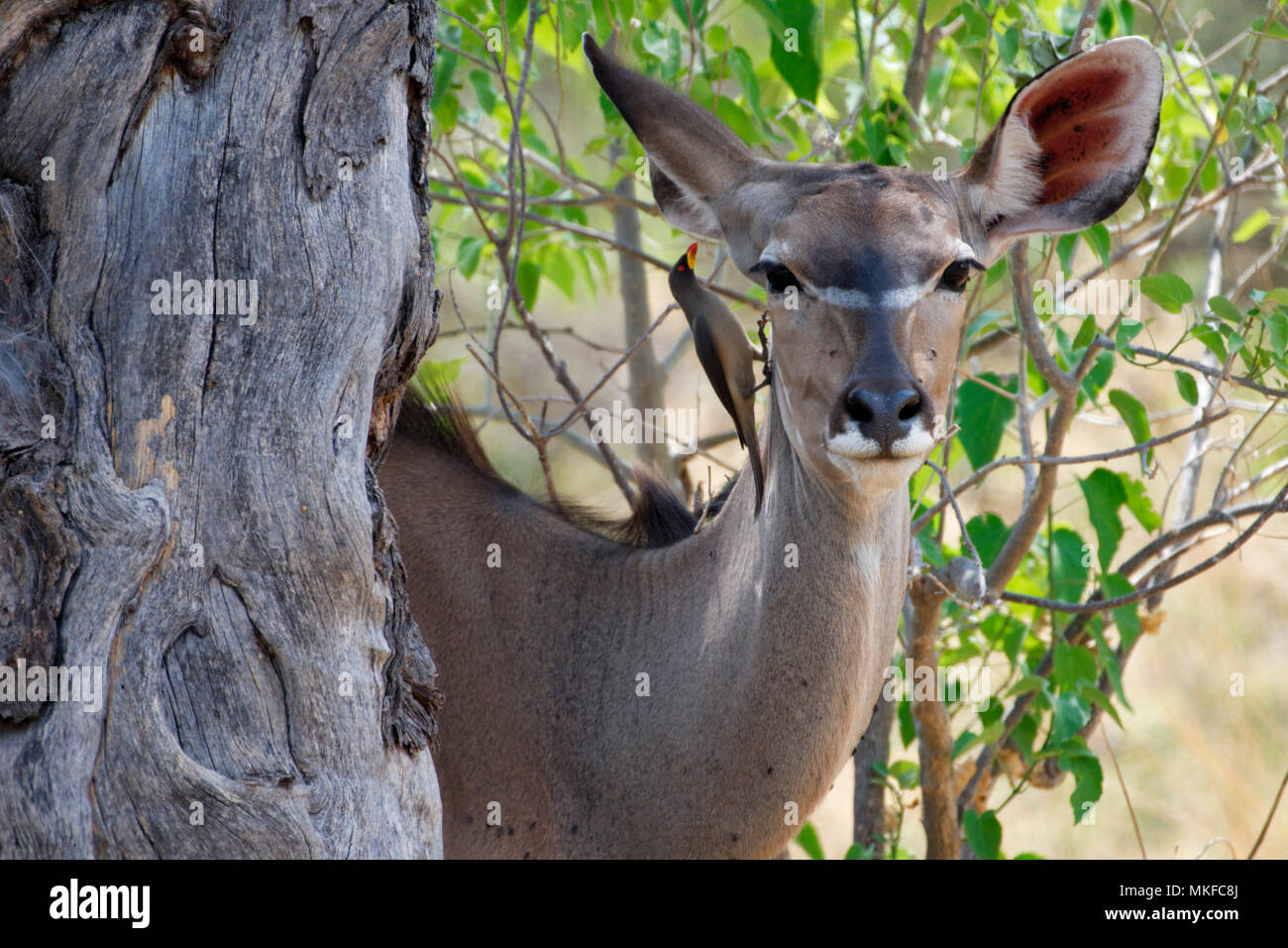 Greater kudu (Tragelaphus strepsiceros) female and oxpecker, Botswana Stock Photo