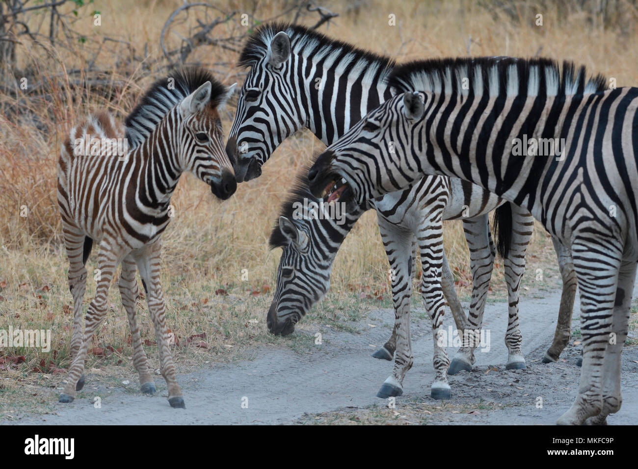 Iucn red list data deficient species hires stock photography and