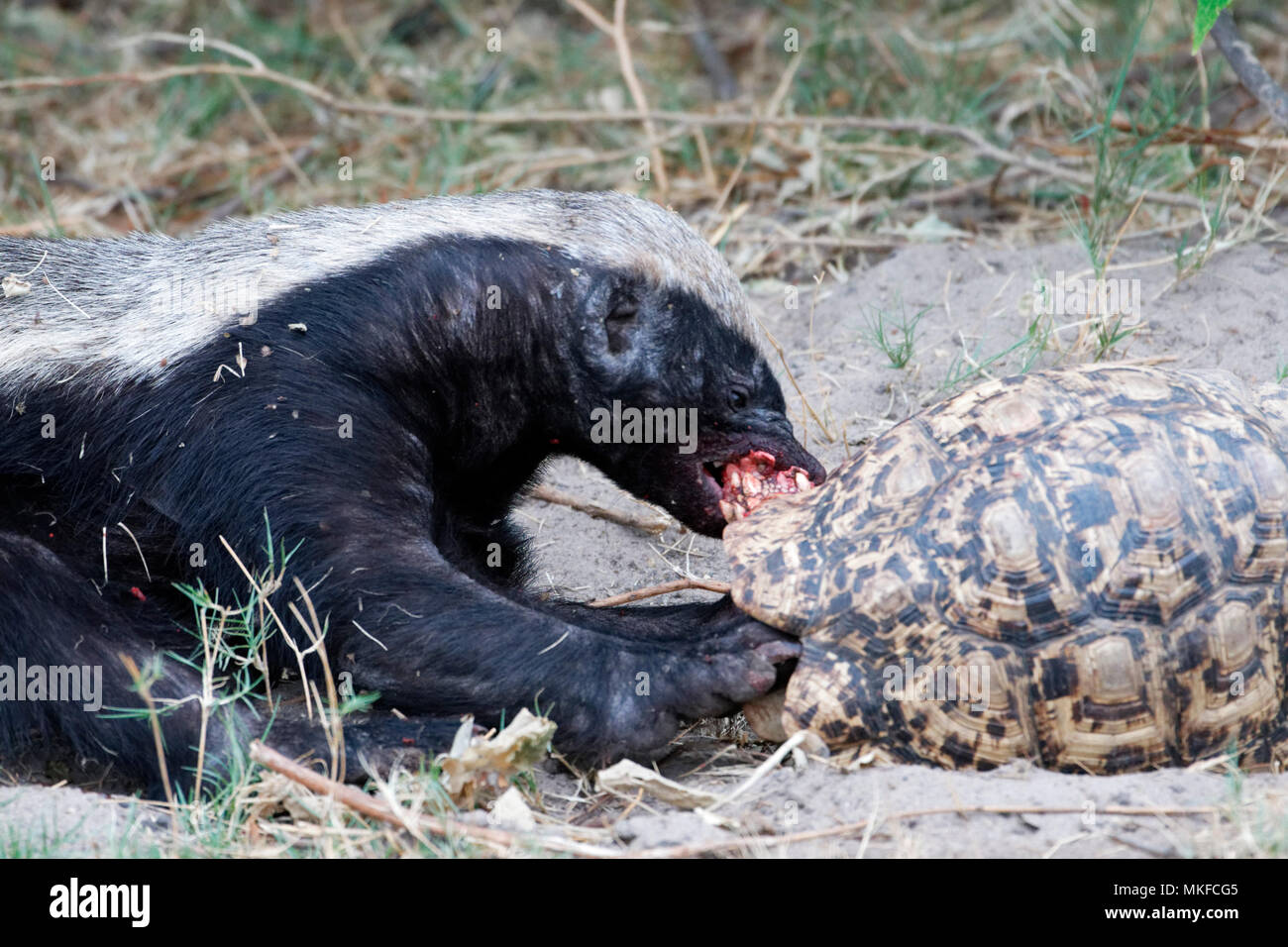 Honey badger (Mellivora capensis) eating a leopard tortoise, Botswana Stock Photo Alamy