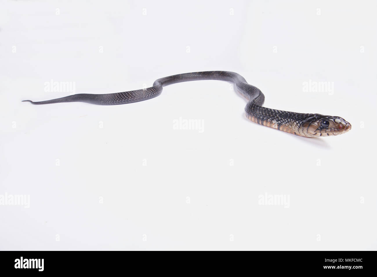 texas indigo snake fealmale texas indigo snake fealmale
