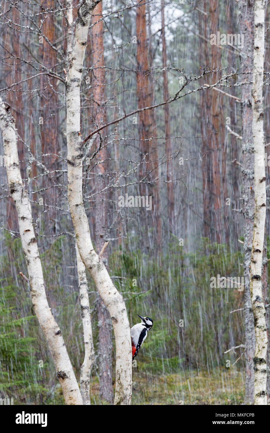 Great Spotted Woodpecker (Dendrocopos major) male on a trunk, Kajaani, Kuhmo area, Finland Stock Photo