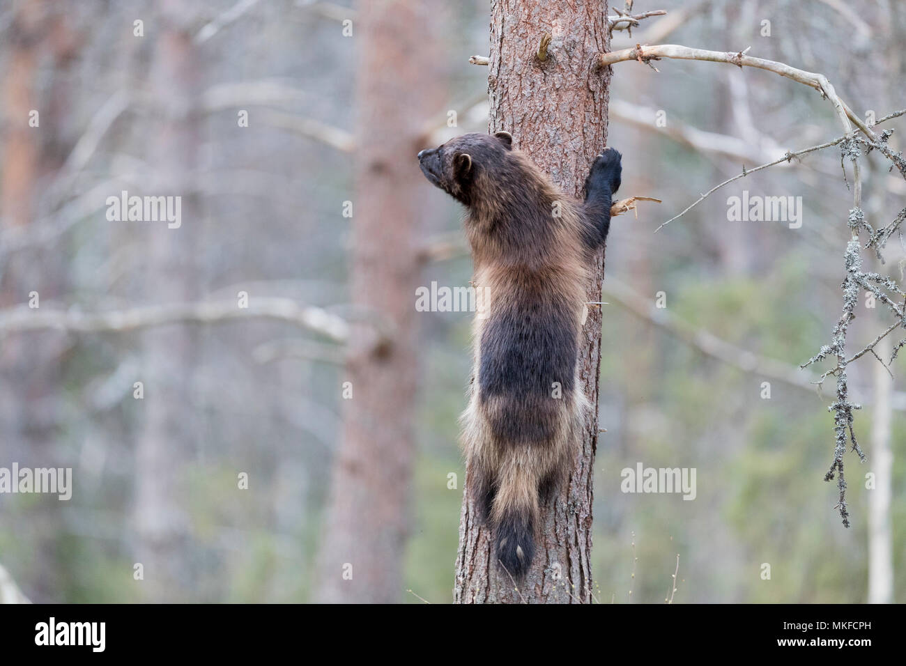 Wolverine (Gulo gulo) on a trunk, Kajaani, Kuhmo area, Finland Stock Photo