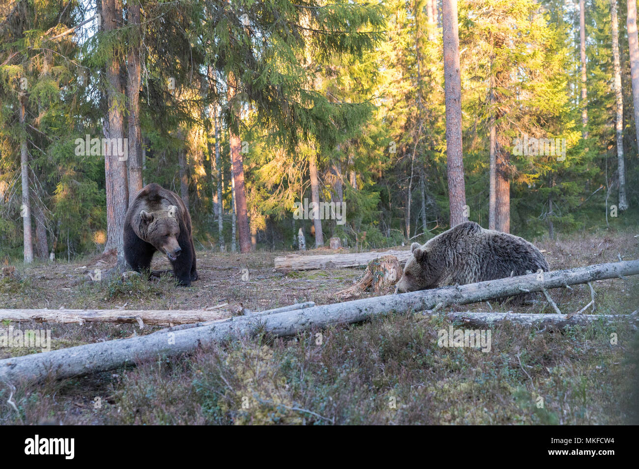 Brown bear (Ursus arctos) couple before mating session in forest, Finland Stock Photo