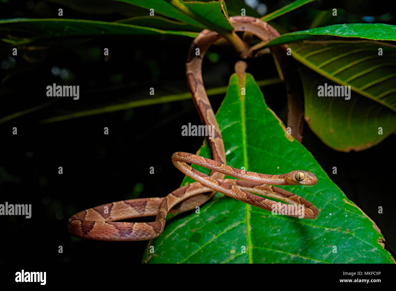Blunt-headed treesnake (Imantodes cenchoa), Costa Rica Stock Photo