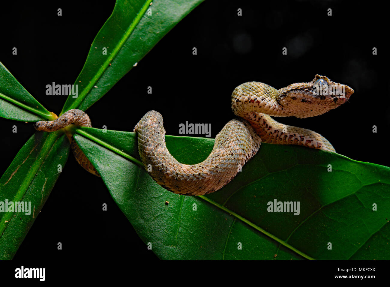 Eyelash viper (Bothriechis schlegelii), Costa Rica Stock Photo