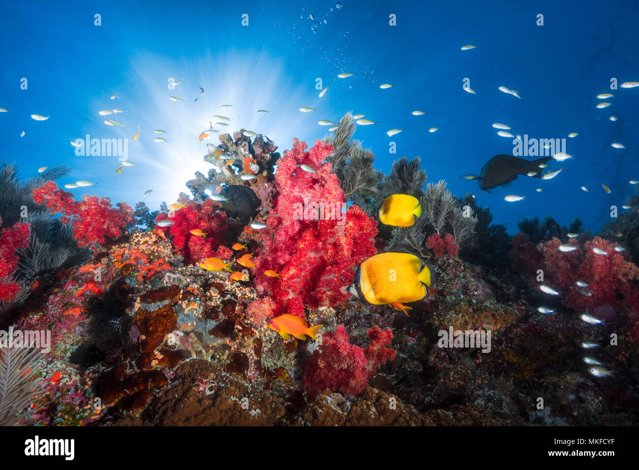 Butterfly fish and soft coral on the reef of the boat pass, Mayotte Stock Photo