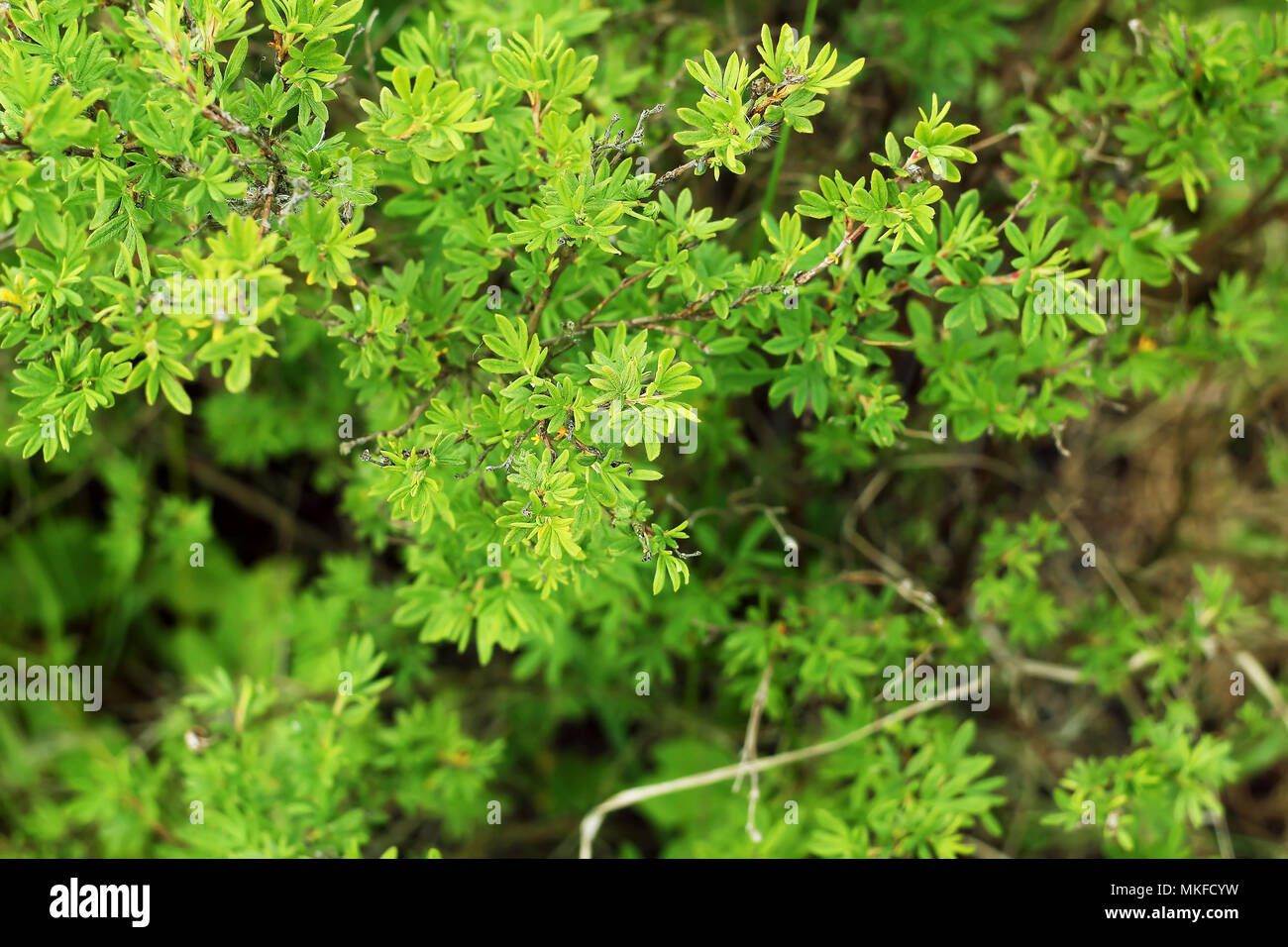 Green cinquefoil bush Stock Photo
