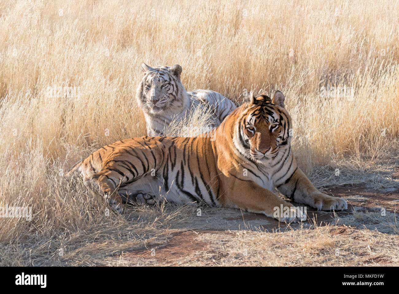 Bengal Tiger (Panthera tigris tigris) one regular and one white