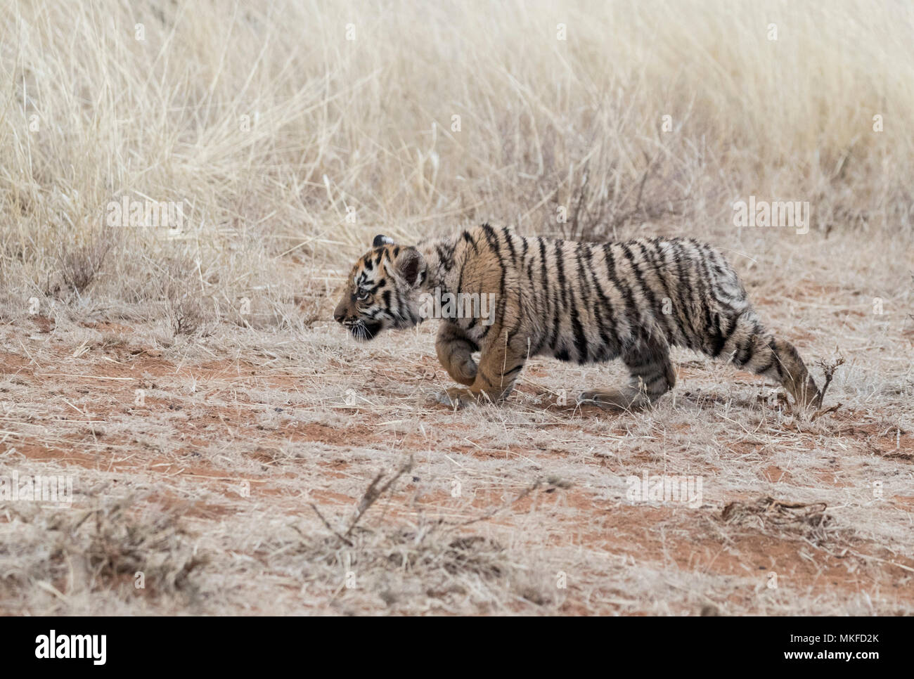 Bengal Tiger (Panthera tigris tigris) baby 3 months old, Private