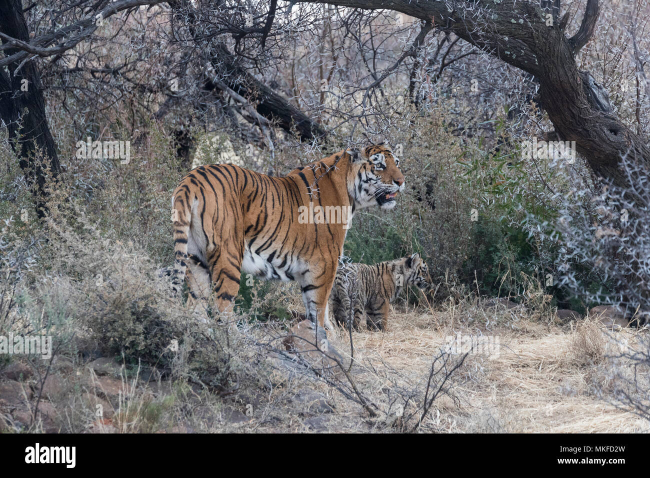 Bengal Tiger (Panthera tigris tigris) mother walking with babies