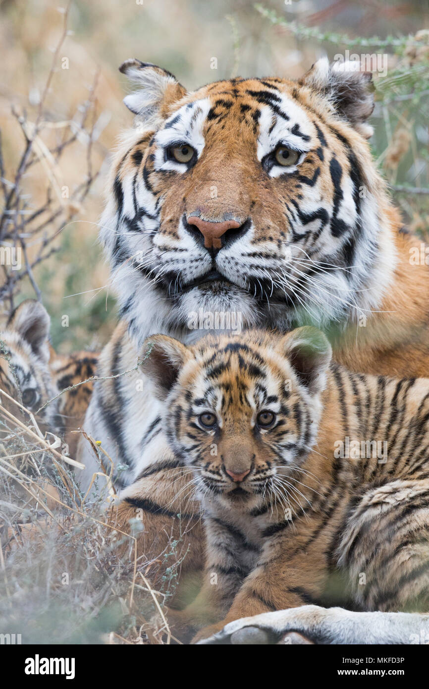 Portrait Of Bengal Tiger Panthera Tigris Tigris Mother Resting With Babies Private Reserve South Africa Stock Photo Alamy