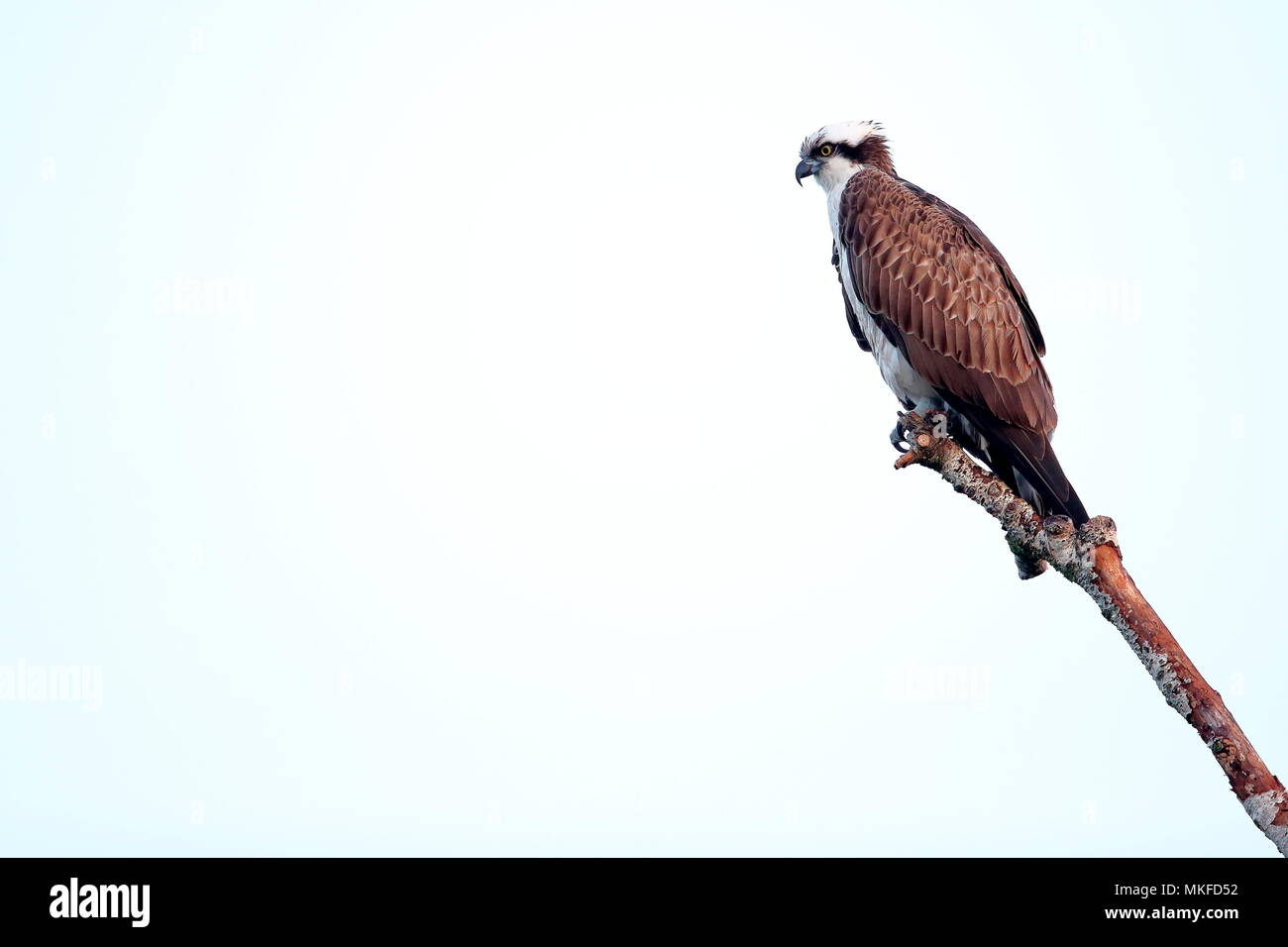 Osprey (Pandion haliaetus) on the lookout. Wild Moselle, Vosges, France Stock Photo