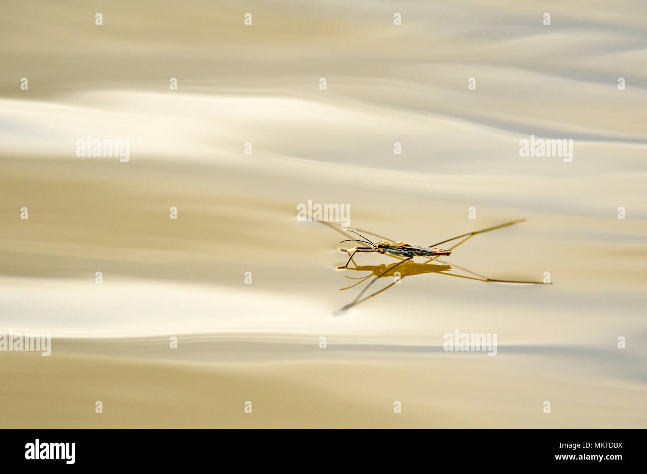 Common Pondskater (Gerris lacustris) evolving on the waves of a dead