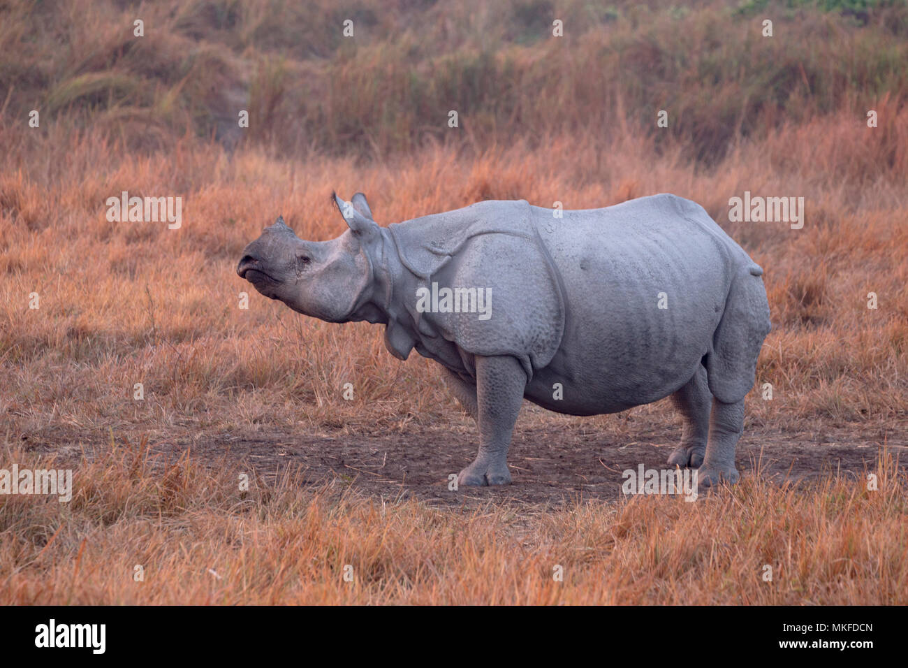 Will asian one horned rhino Variant asian one horned rhino
