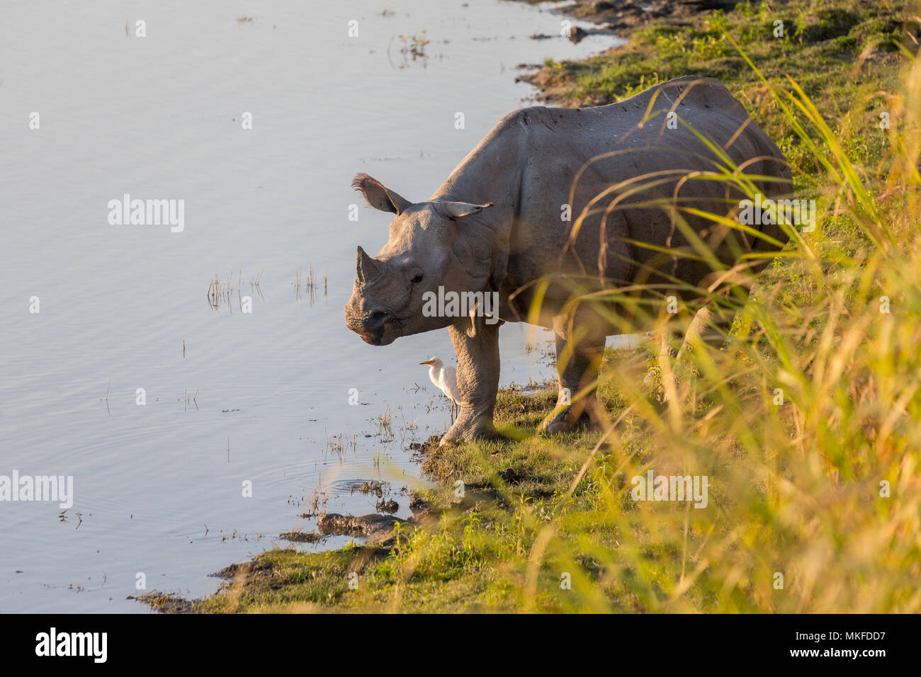 Asian One-horned rhino or Indian Rhinoceros or Greater One-horned Rhinoceros (Rhinoceros unicornis) drinking, Kaziranga National Park, State of Assam, India Stock Photo
