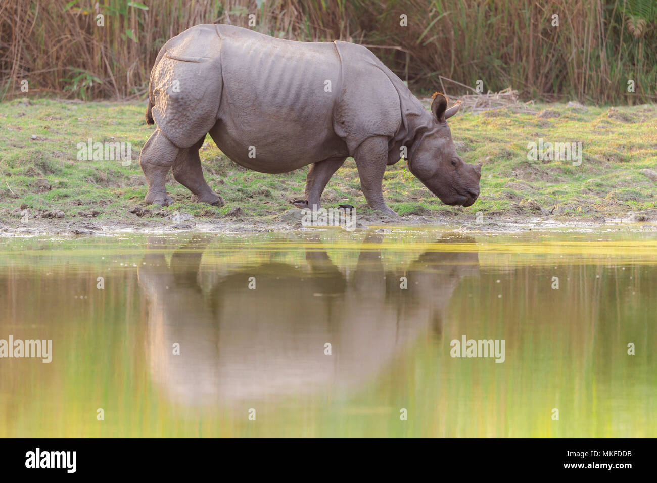 Asian One-horned rhino or Indian Rhinoceros or Greater One-horned Rhinoceros (Rhinoceros unicornis) on bank, Kaziranga National Park, State of Assam, India Stock Photo