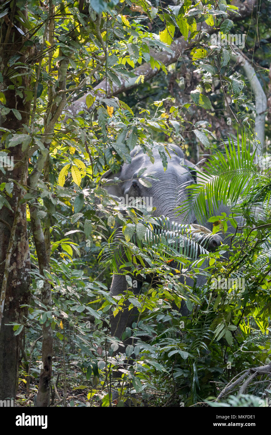 photo Forest Kaziranga National Park https www alamy com asian elephant elephas maximus wild in the forest kaziranga national park state of assam india image184122009 html