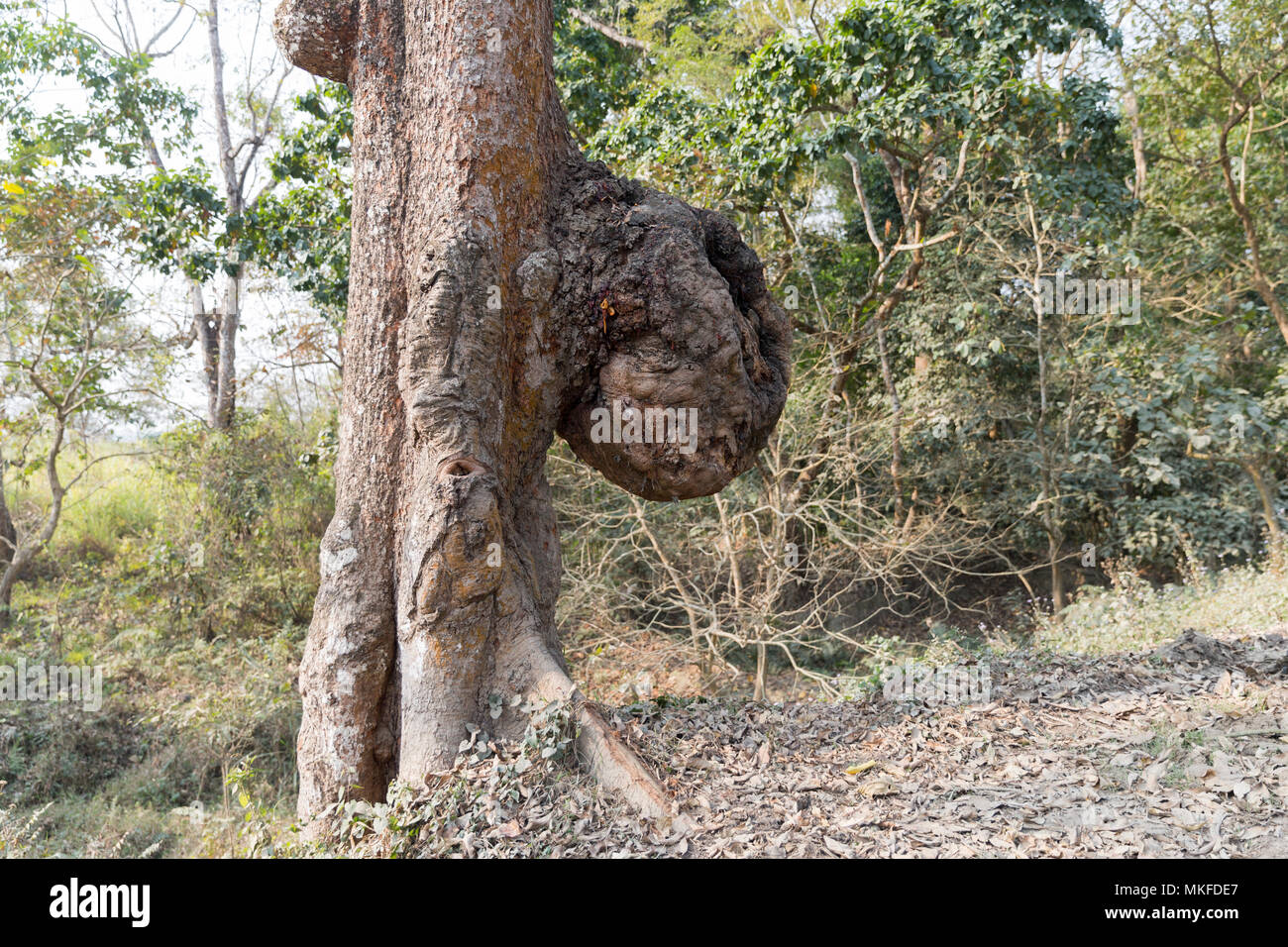 Burf (American english), or bur or burr on a bark of a tree, Kaziranga  National Park, State of Assam, India Stock Photo - Alamy