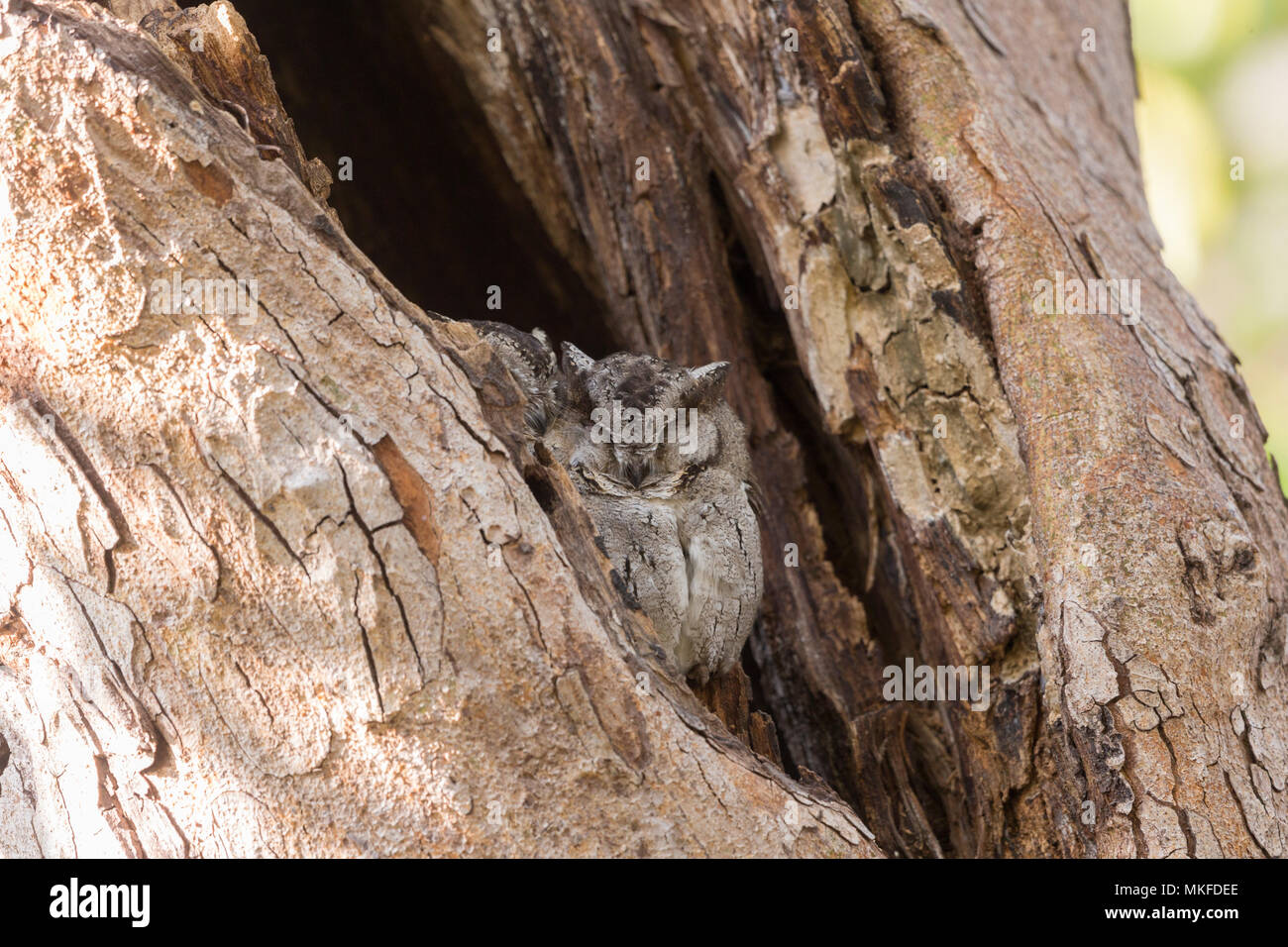 Collared scops owl (Otus lettia),couple perched on a tree during the day,Ranthambore National Park,Rajasthan, India Stock Photo