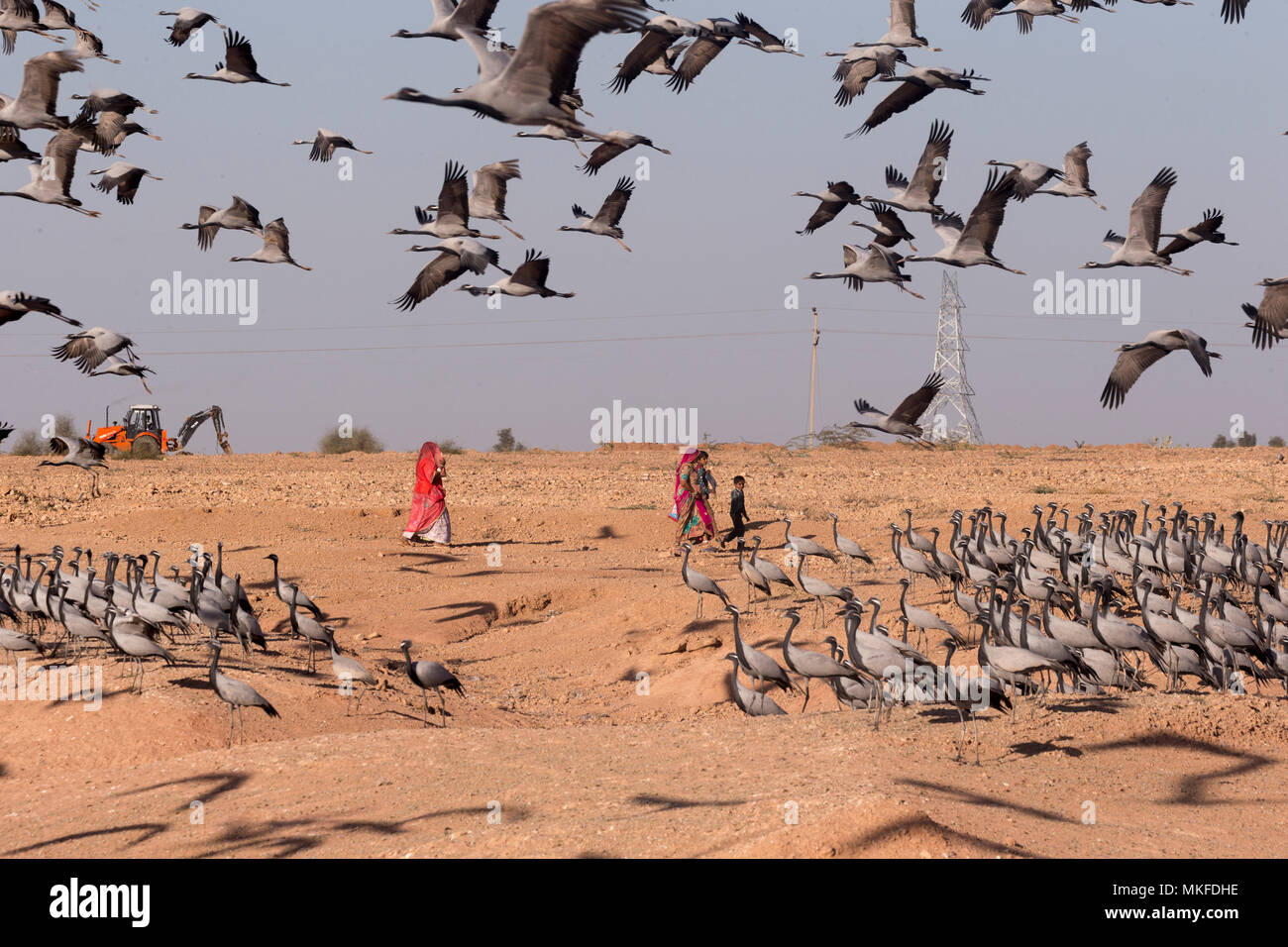 Demoiselle Crane (Anthropoides virgo) human activities (agricultural or otherwise) persist and may temporarily disrupt birds. Kichan, a village in the Marwari Jain community, whose inhabitants feed every winter since 1970, the wintering Cranes, Thar Desert, Rajasthan, India Stock Photo
