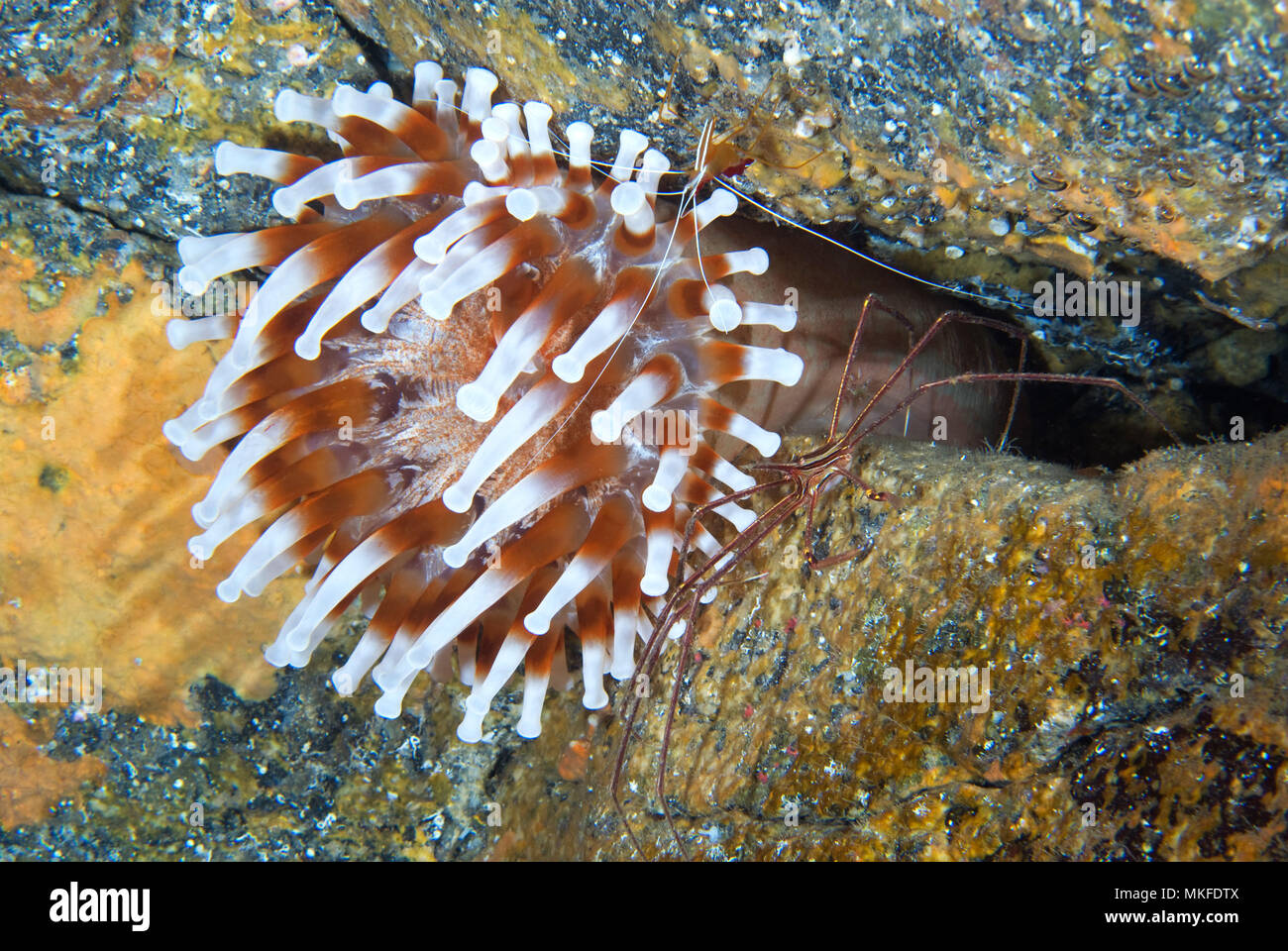 Blunt-tentacled Anemone (Telmatactis cricoides) on the bottom, Tenerife, Canary Islands Stock Photo