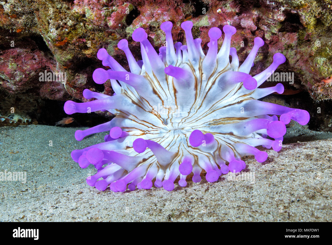 Blunt-tentacled Anemone (Telmatactis cricoides) on the bottom, Lanzarote, Canary Islands Stock Photo