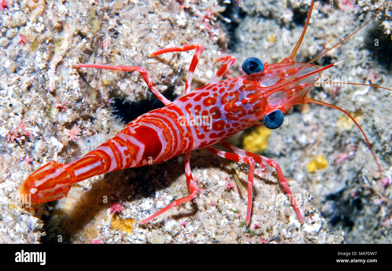 Atlantic dancing shrimp (Cinetorhynchus rigens) on the bottom, Tenerife, Canary Islands. Stock Photo