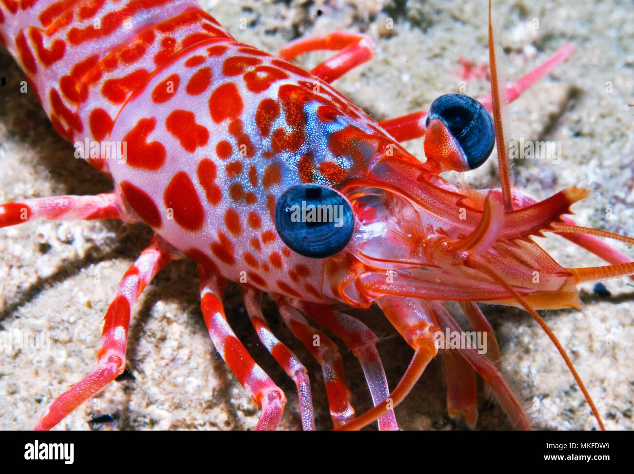 Portrait of Atlantic dancing shrimp (Cinetorhynchus rigens) on the bottom, Tenerife, Canary Islands. Stock Photo