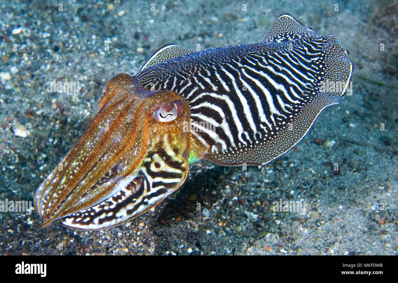 Cuttlefish (Sepia officinalis) above the bottom, Tenerife, Canary Islands. Stock Photo