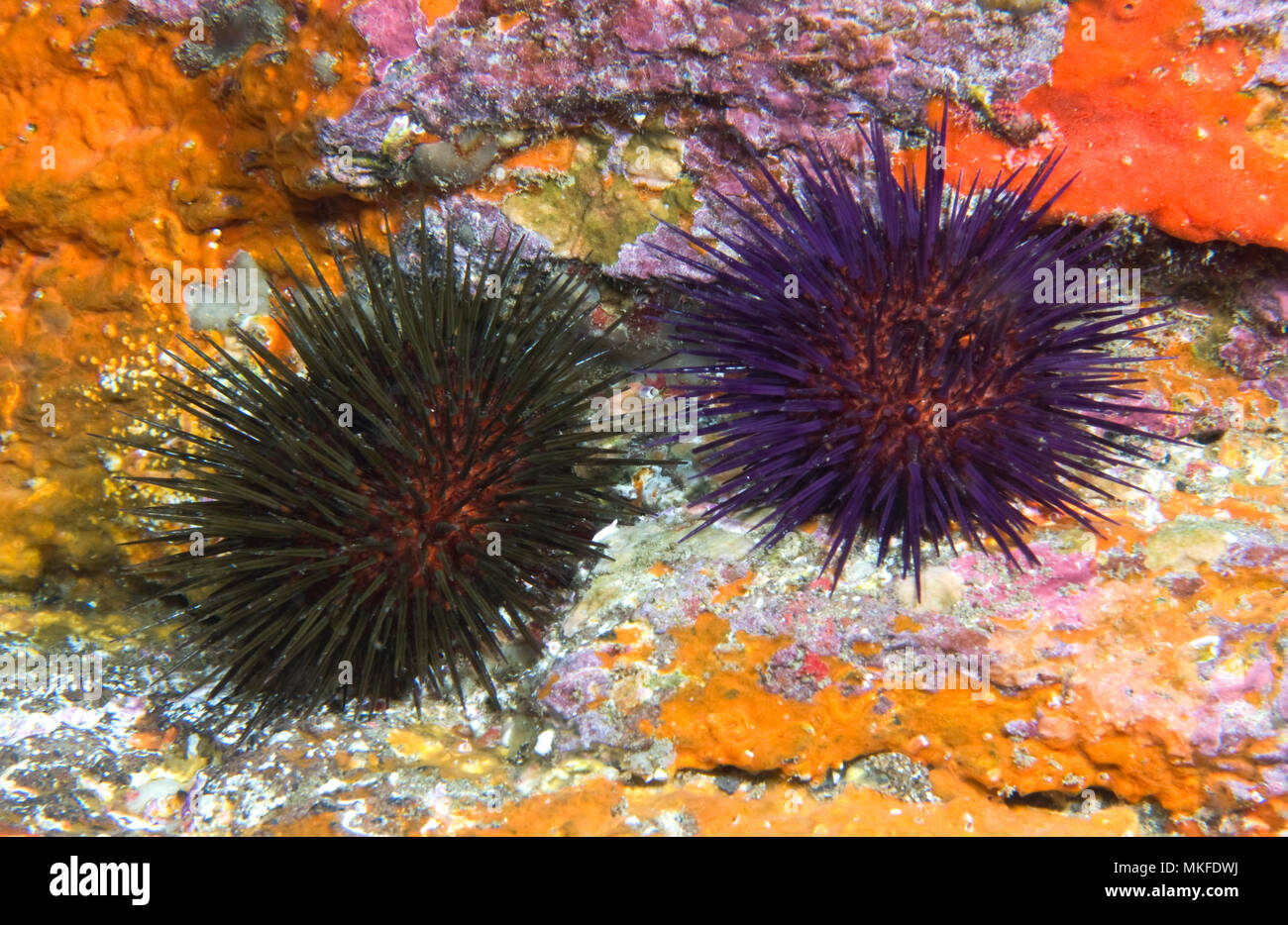 Purple sea urchins (Paracentrotus lividus) on the bottom, Tenerife, Canary Islands Stock Photo