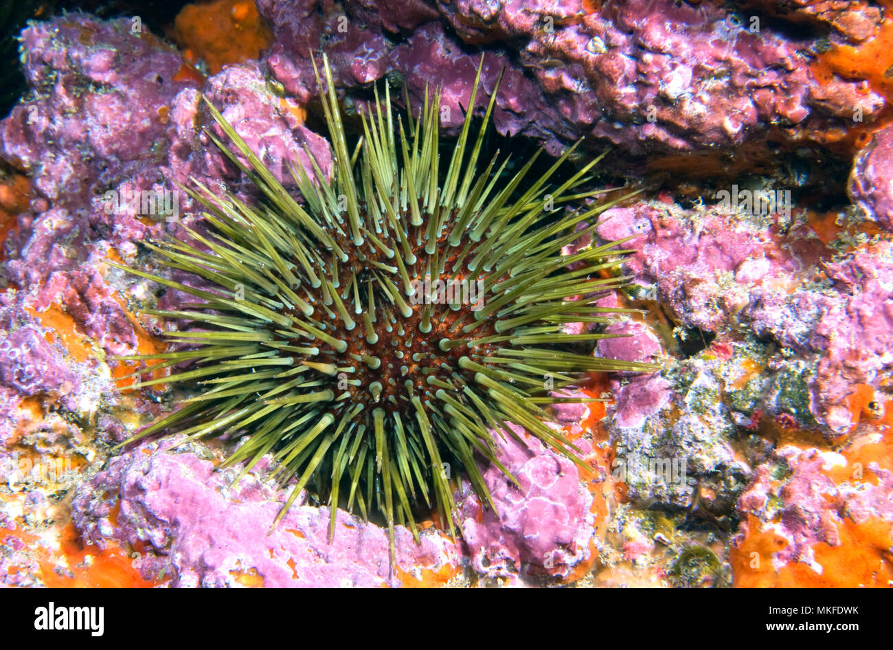 Purple sea urchin (Paracentrotus lividus) on the bottom, Tenerife, Canary Islands Stock Photo