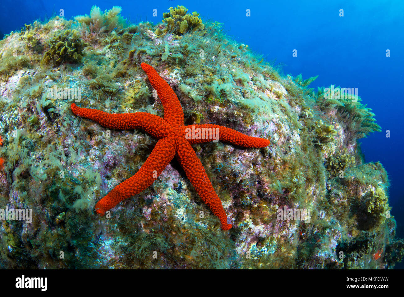 Red starfish (Echinaster sepositus) on the bottom, La Palma, Canary Islands. Stock Photo