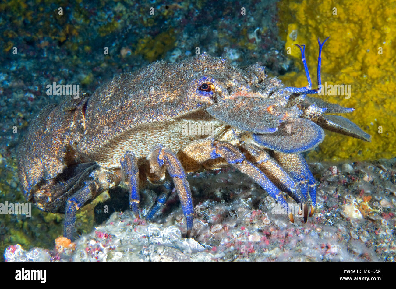 Species of lobsters slipper lobster hi-res stock photography and images