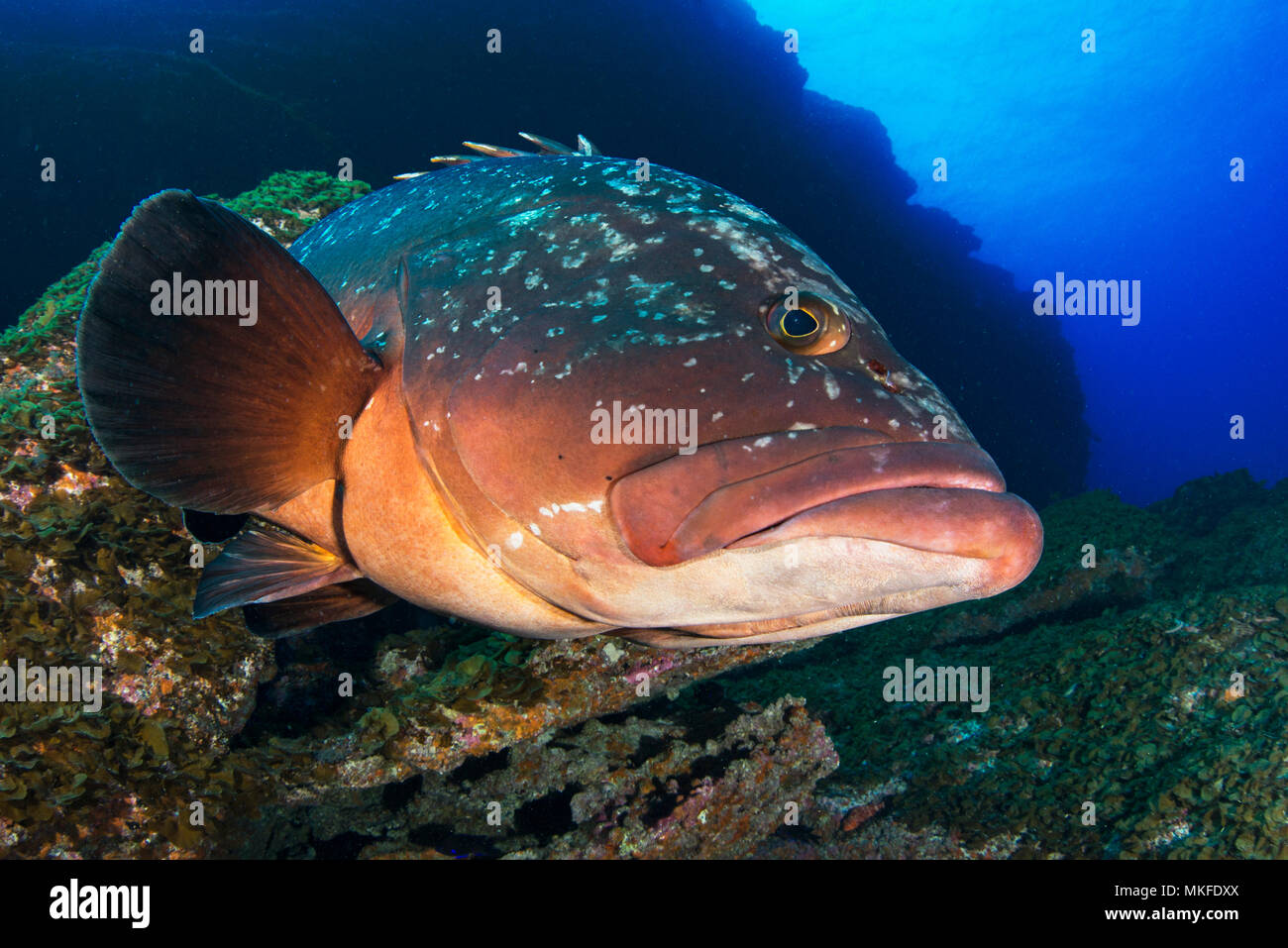 dusky-grouper-epinephelus-marginatus-el-hierro-canary-islands-stock