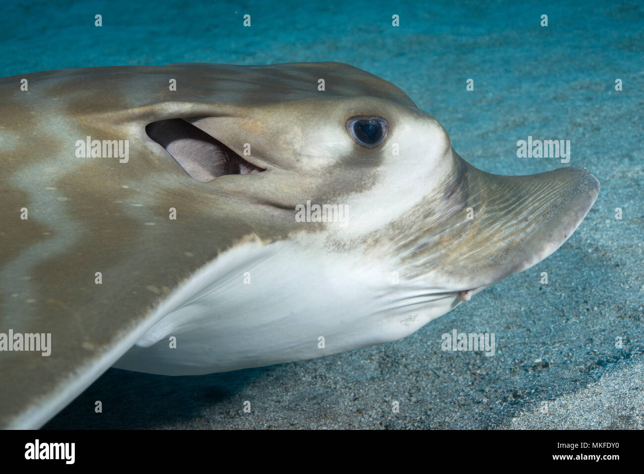 Portrait of Duckbill ray (Pteromylaeus bovinus) on the bottom, Tenerife, Canary Islands. Stock Photo