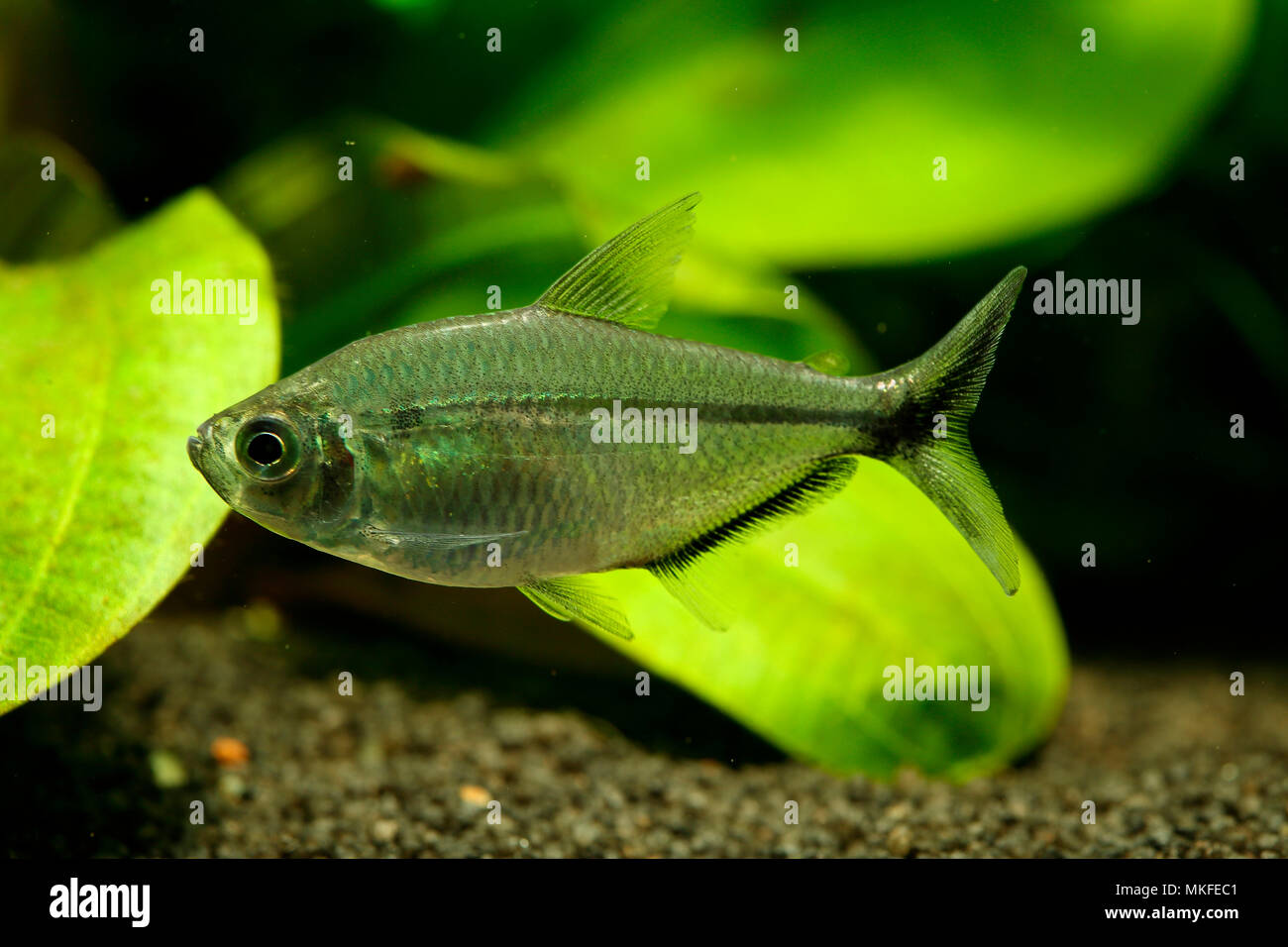 Blackline-tail tetra (Moenkhausia costae Stock Photo - Alamy