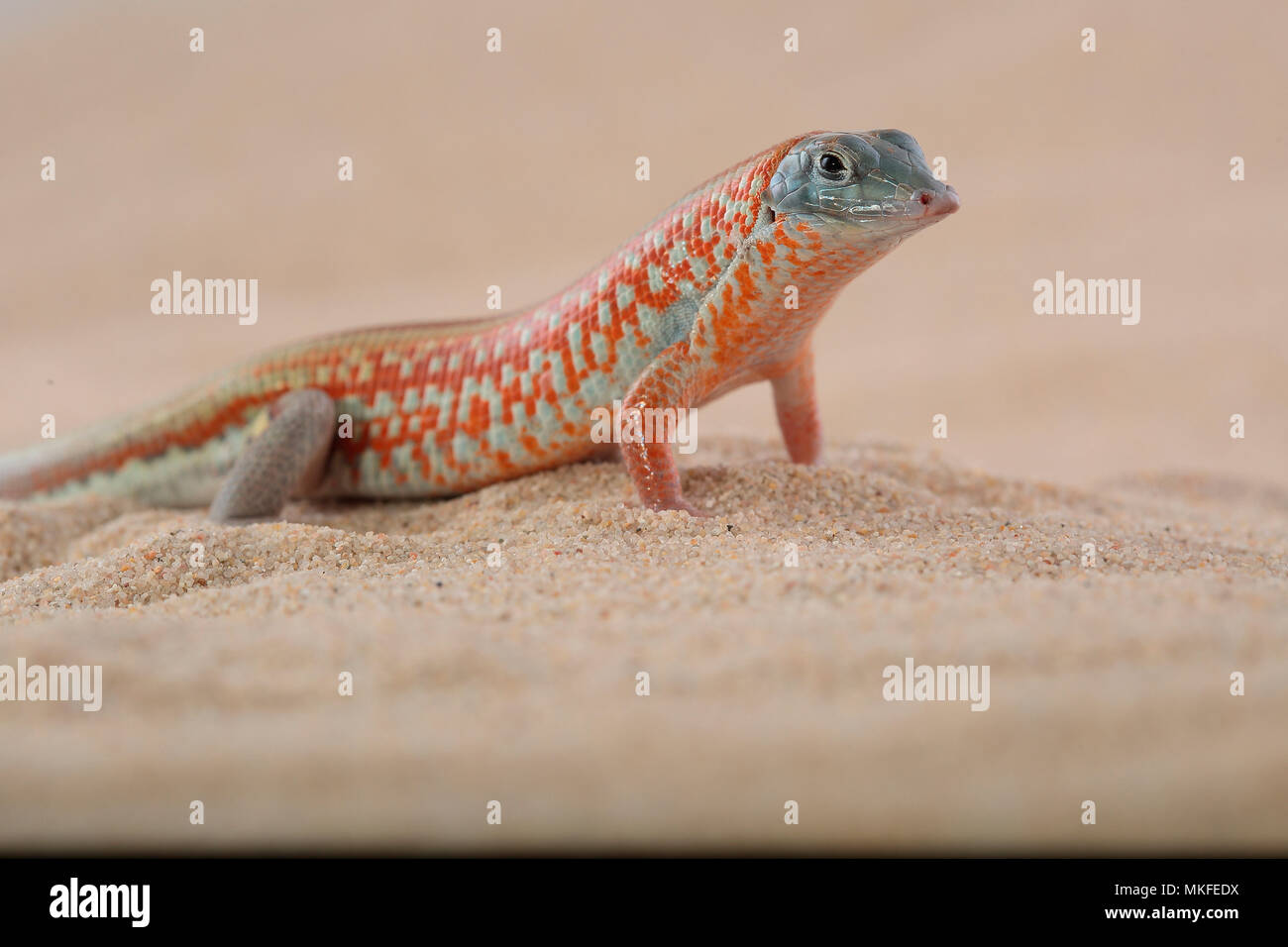 Peters' keeled cordylid (Tracheloptychus petersi) on sand, in terrarium Stock Photo