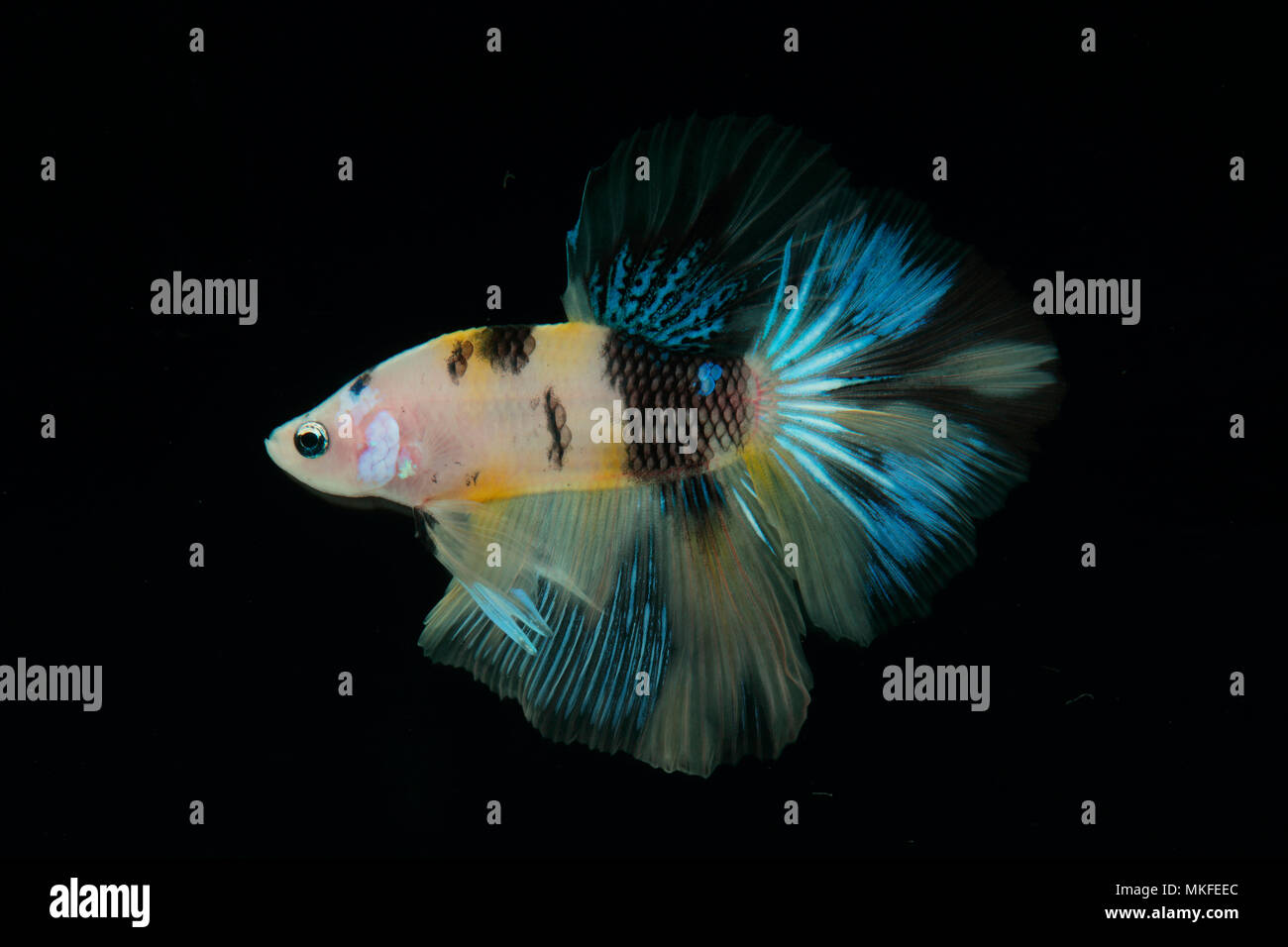 Halfmoon koi betta fish 2025