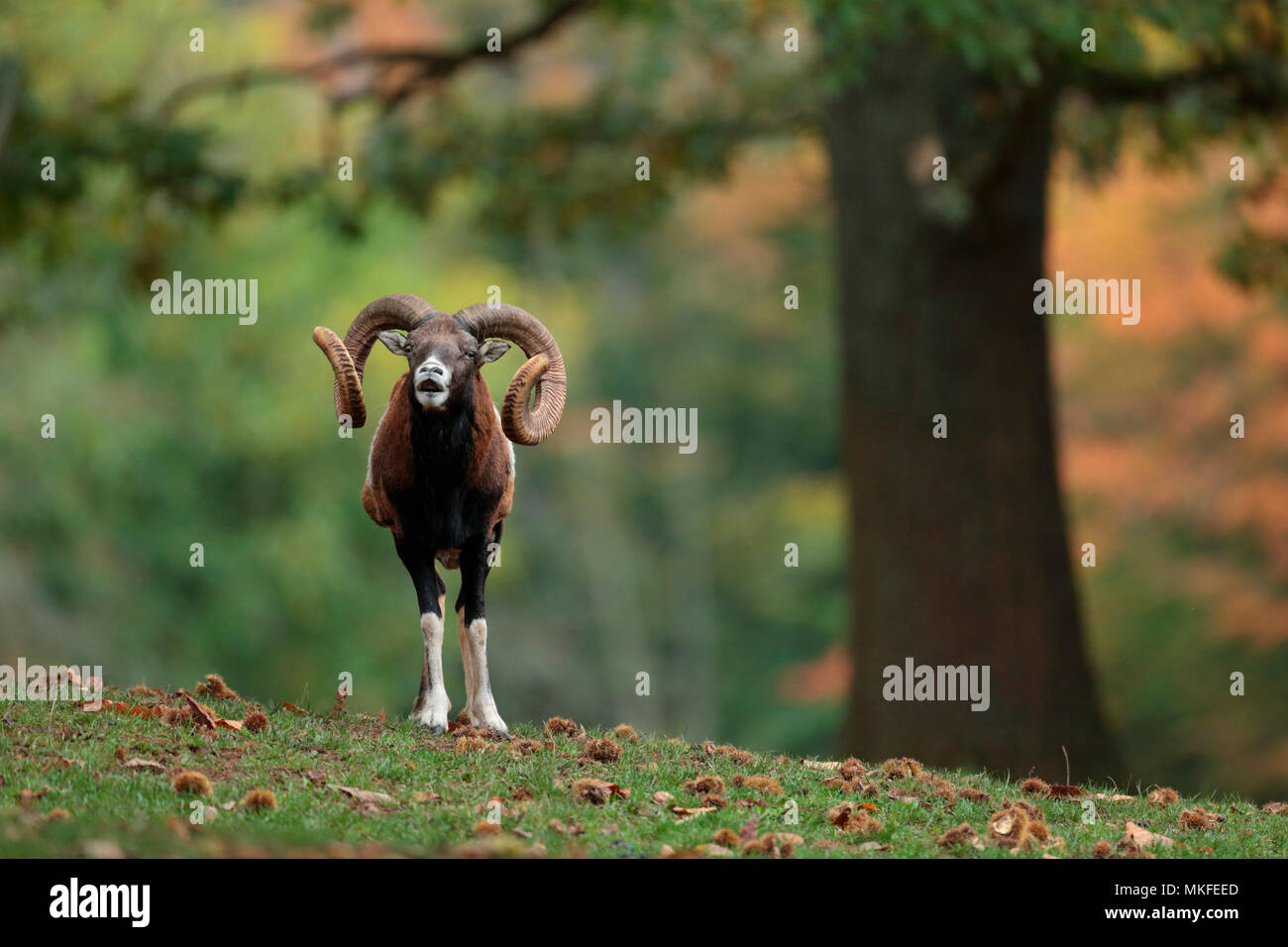 Mouflon (Ovis gmelini musimon), Palatinate, Germany Stock Photo