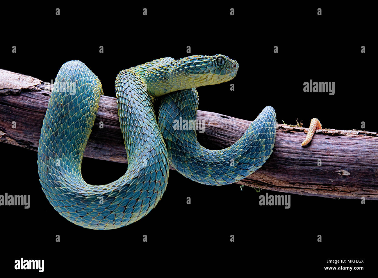 Atheris squamigera (Variable Bush Viper)