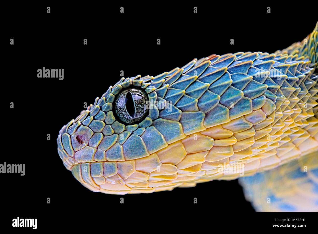 Portrait of Bush viper (Atheris squamigera) on black back ground Stock  Photo - Alamy