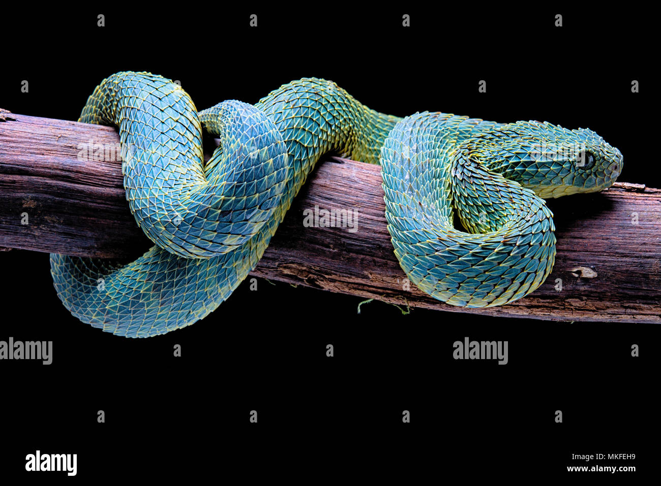 Green bush viper Atheris squamigera , on a branch, captive, Congo