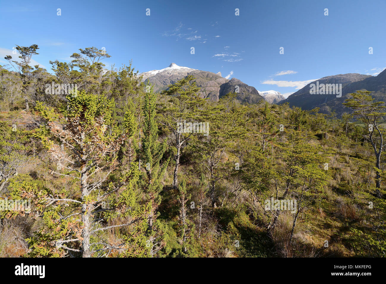 Vegetation with in foreground the Cypress of Las Guaitecas (Pilgerodendron uviferum), endemic of Chile and Argentina, Caleta Tortel, XI Region of Aysen, Chile Stock Photo