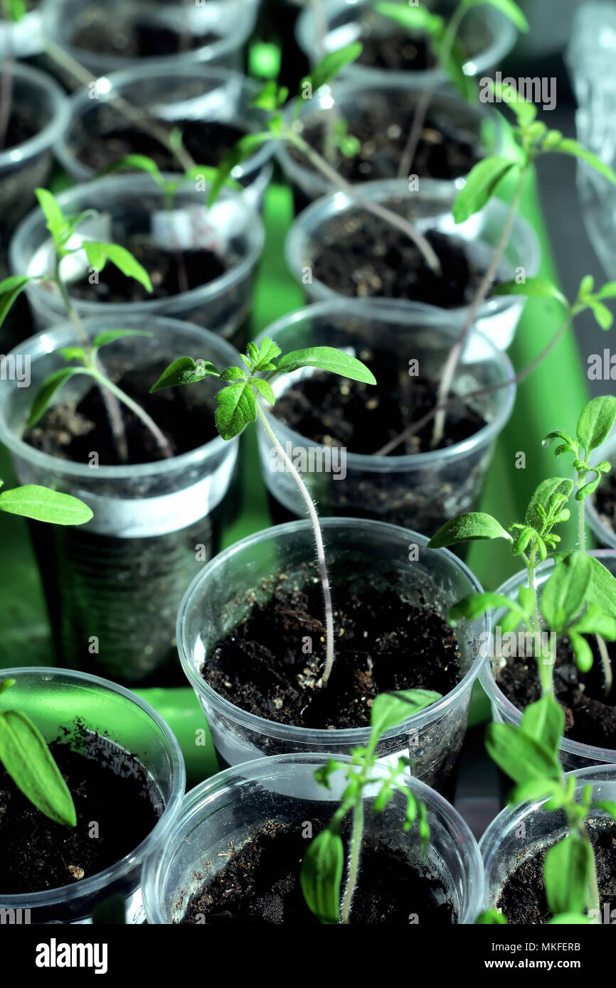 Tomato seedlings in plastic cups on a tray Stock Photo Alamy